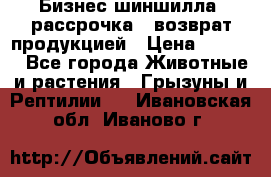 Бизнес шиншилла, рассрочка - возврат продукцией › Цена ­ 4 500 - Все города Животные и растения » Грызуны и Рептилии   . Ивановская обл.,Иваново г.